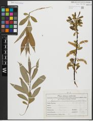 Foto von Salix alba L. x Salix fragilis L.